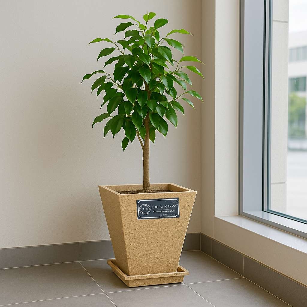 Palm Pots Palm Pots Image