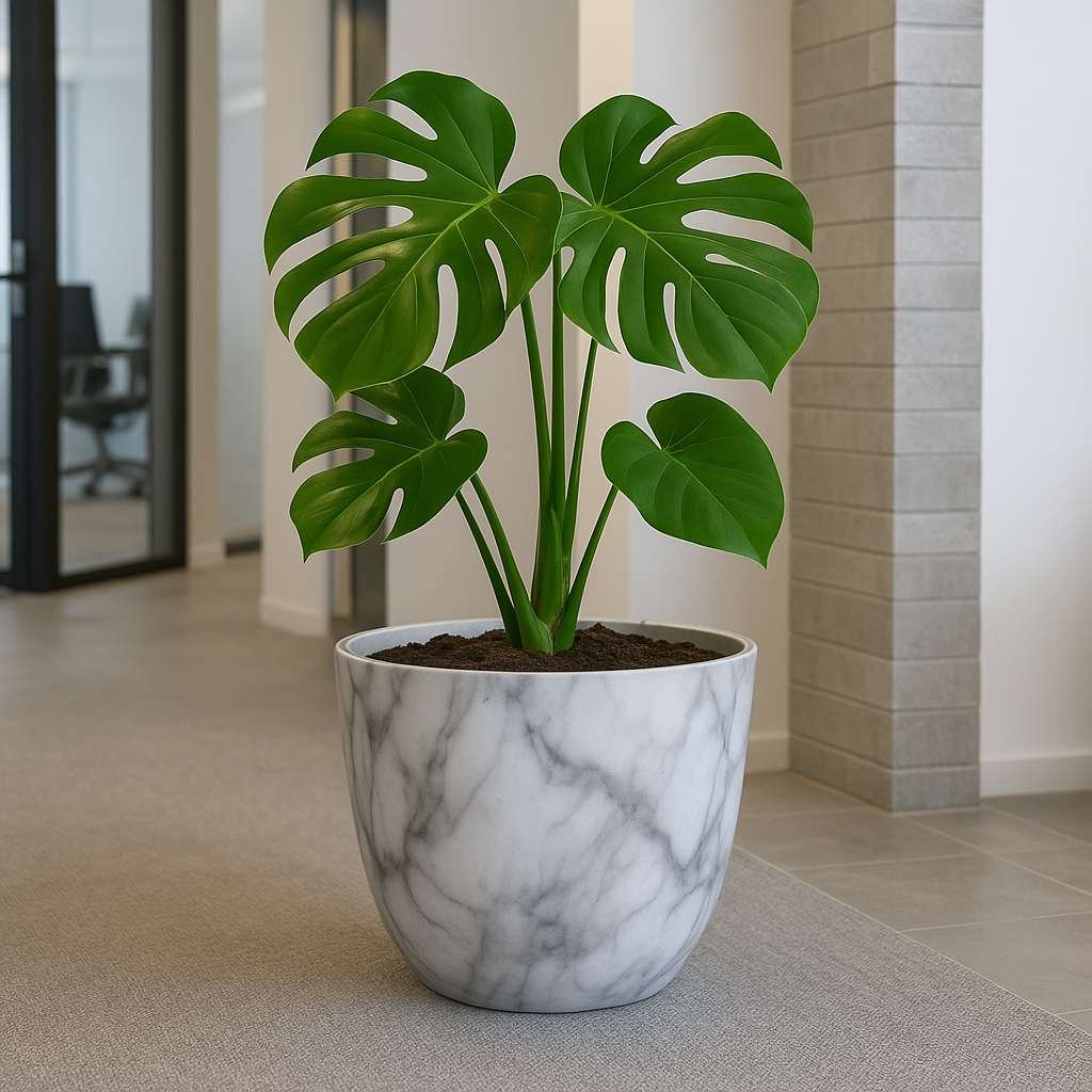 Designer Pots Orchid Round